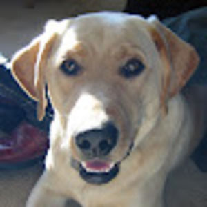 Meet your Posher, Paul